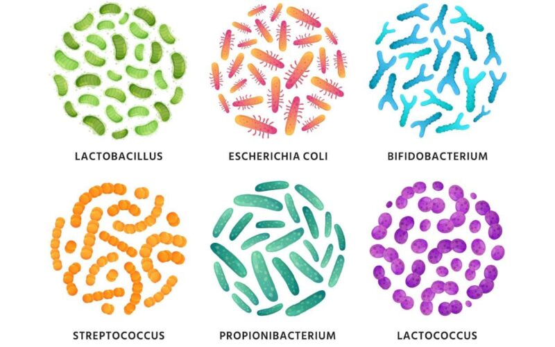 Microbiome Ulcerative Colitis