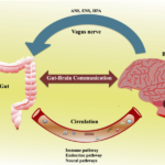 gut brain axis