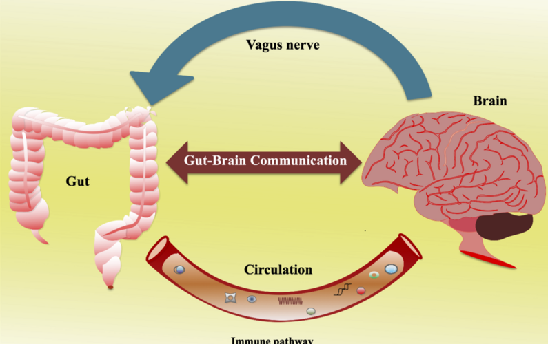 Gut-Brain Connection: The Link Between Gut and Mental Health