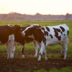 Benefits of Colostrum