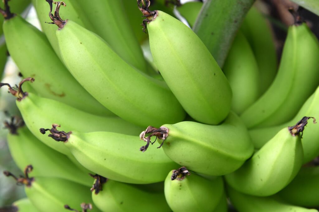 What is Resistant Starch?
