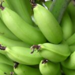 What is Resistant Starch