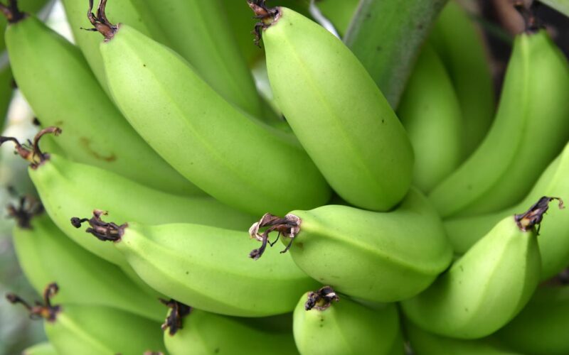 What is Resistant Starch