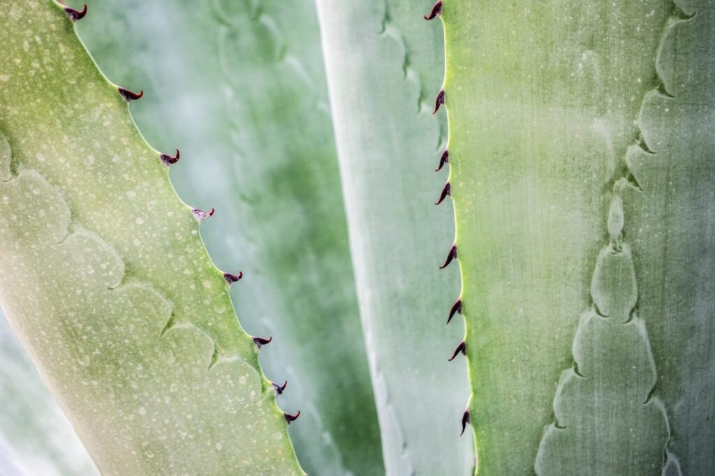 Aloe Vera for the Stomach: A Comprehensive Guide