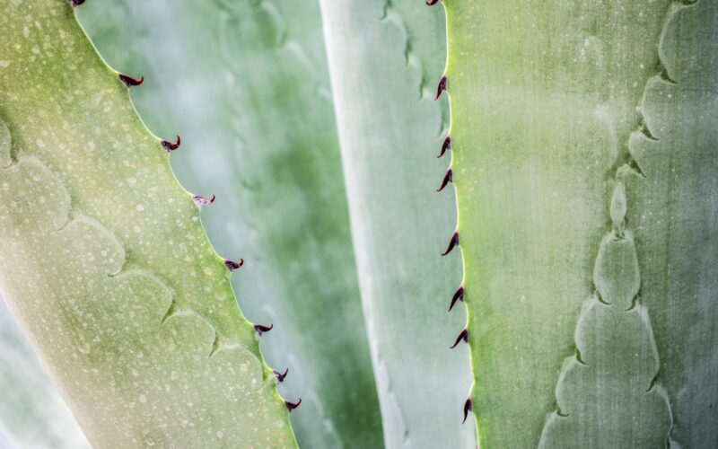 Aloe Vera for the Stomach: A Comprehensive Guide